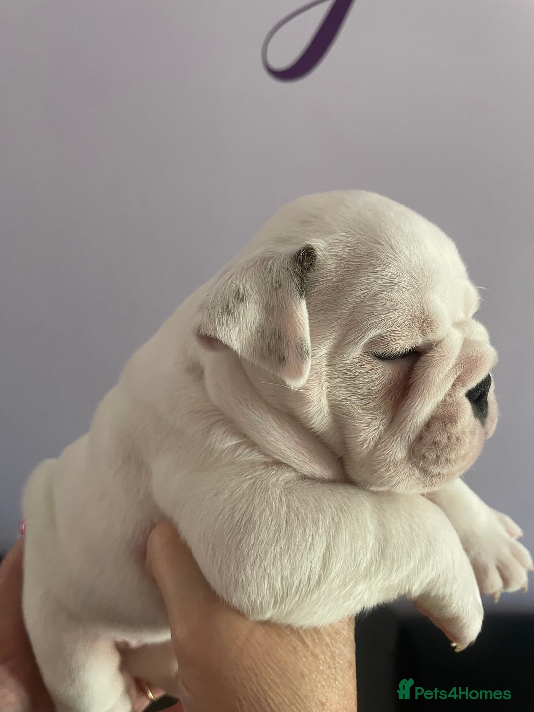 English Bulldog dogs for sale: 4 KC English Bulldog Puppies  - Image 35
