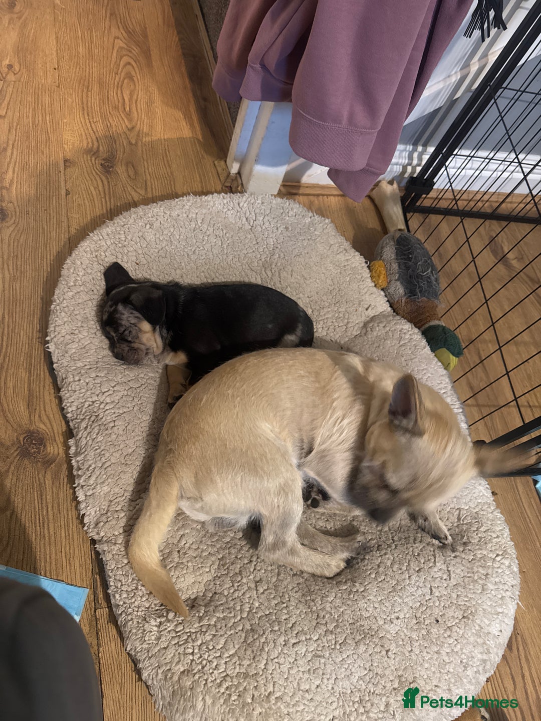 Mixed Breed dogs for sale: French Bulldog/Manchester Terrier hybrid. - Image 7