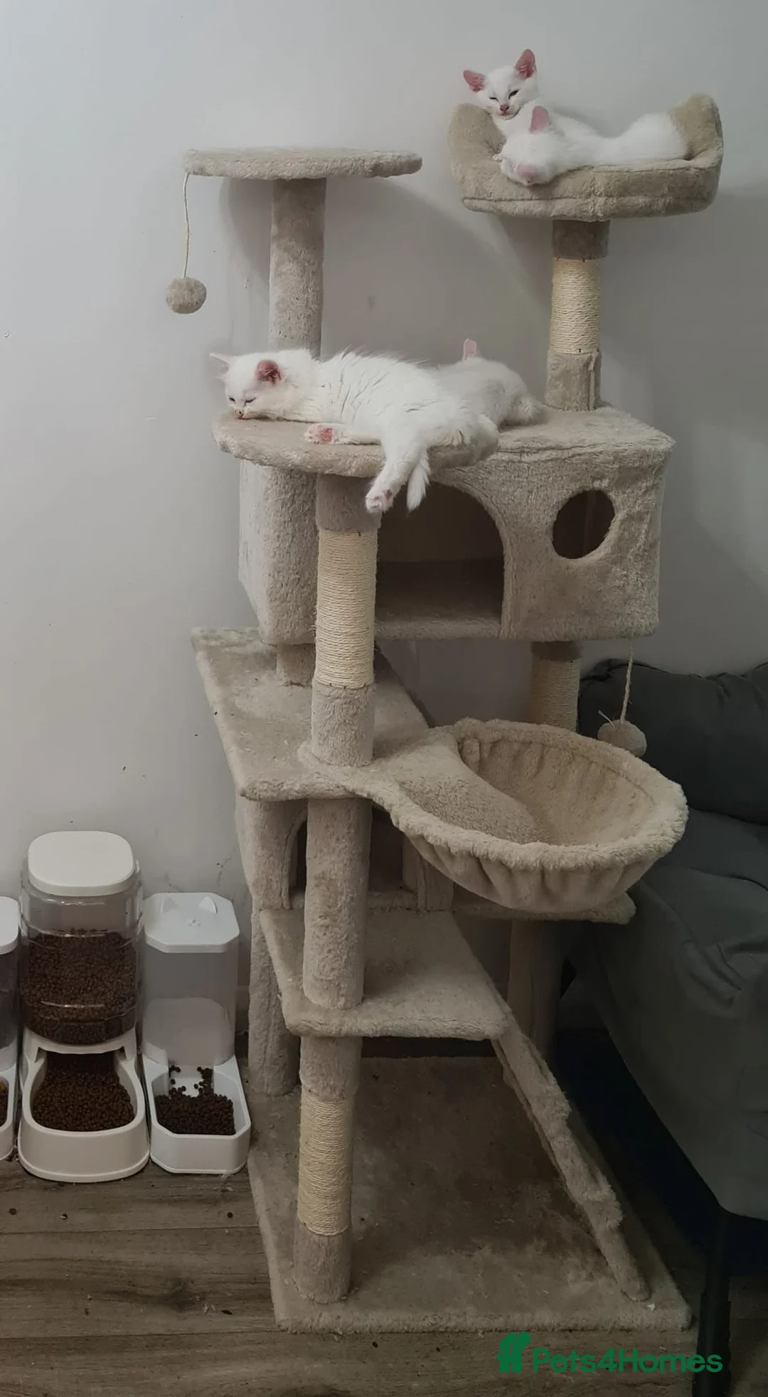 Mixed Breed cats for sale: Ragdoll x khao Manee kittens  in Lowestoft - Advert 2