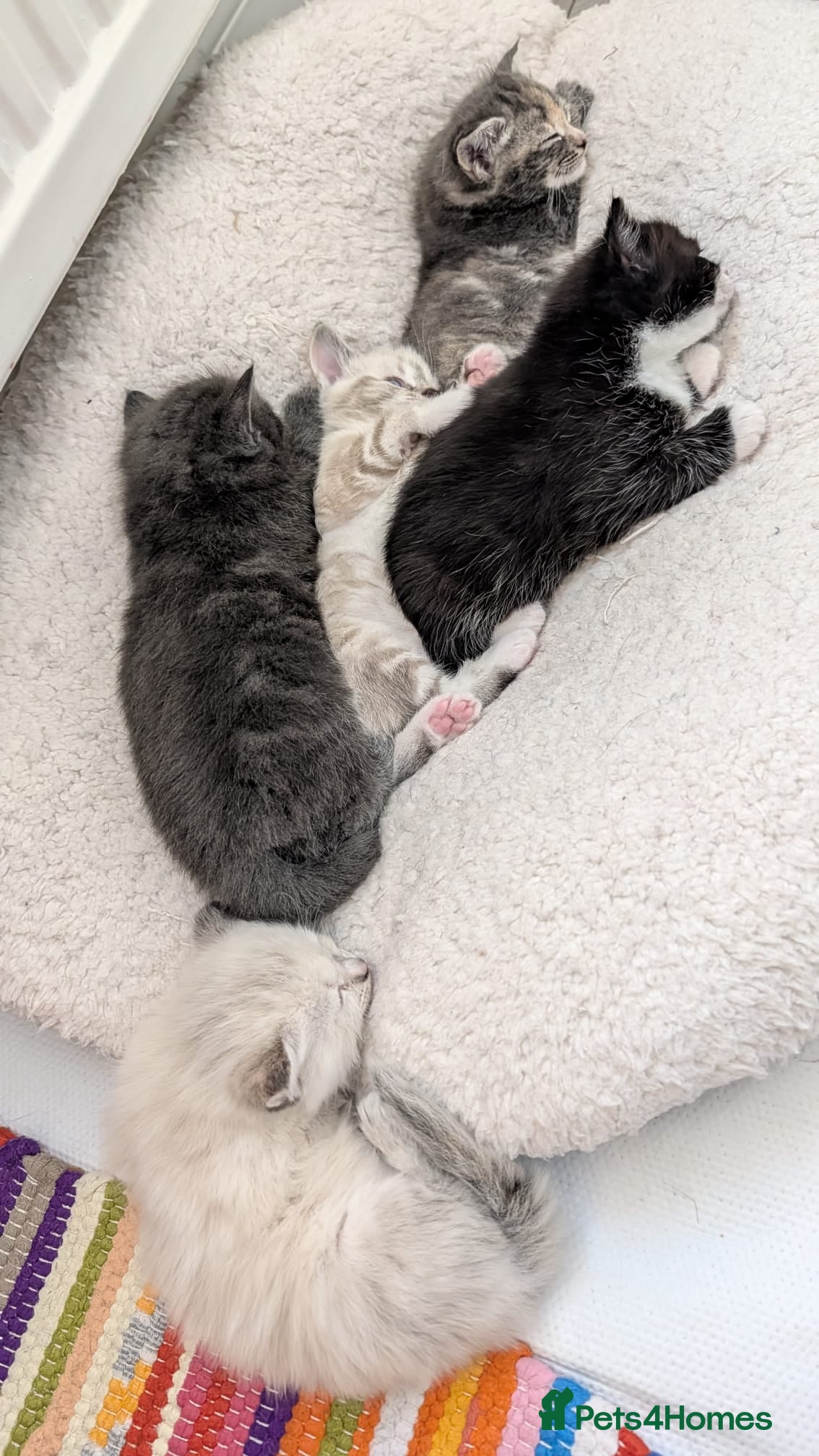 European cats for sale: 5 Beautiful  Kittens Looking for Forever Homes! - Advert 1