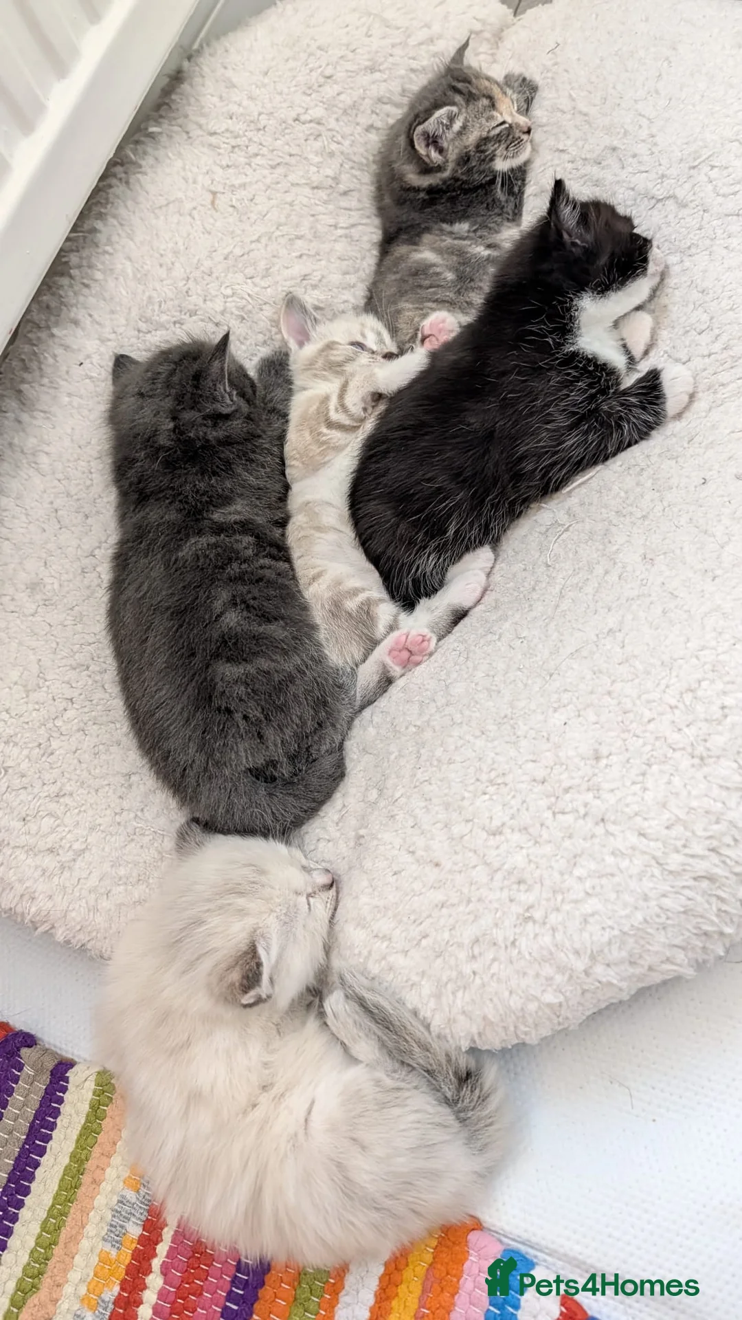 European cats for sale: 5 Beautiful  Kittens Looking for Forever Homes! - Advert 1