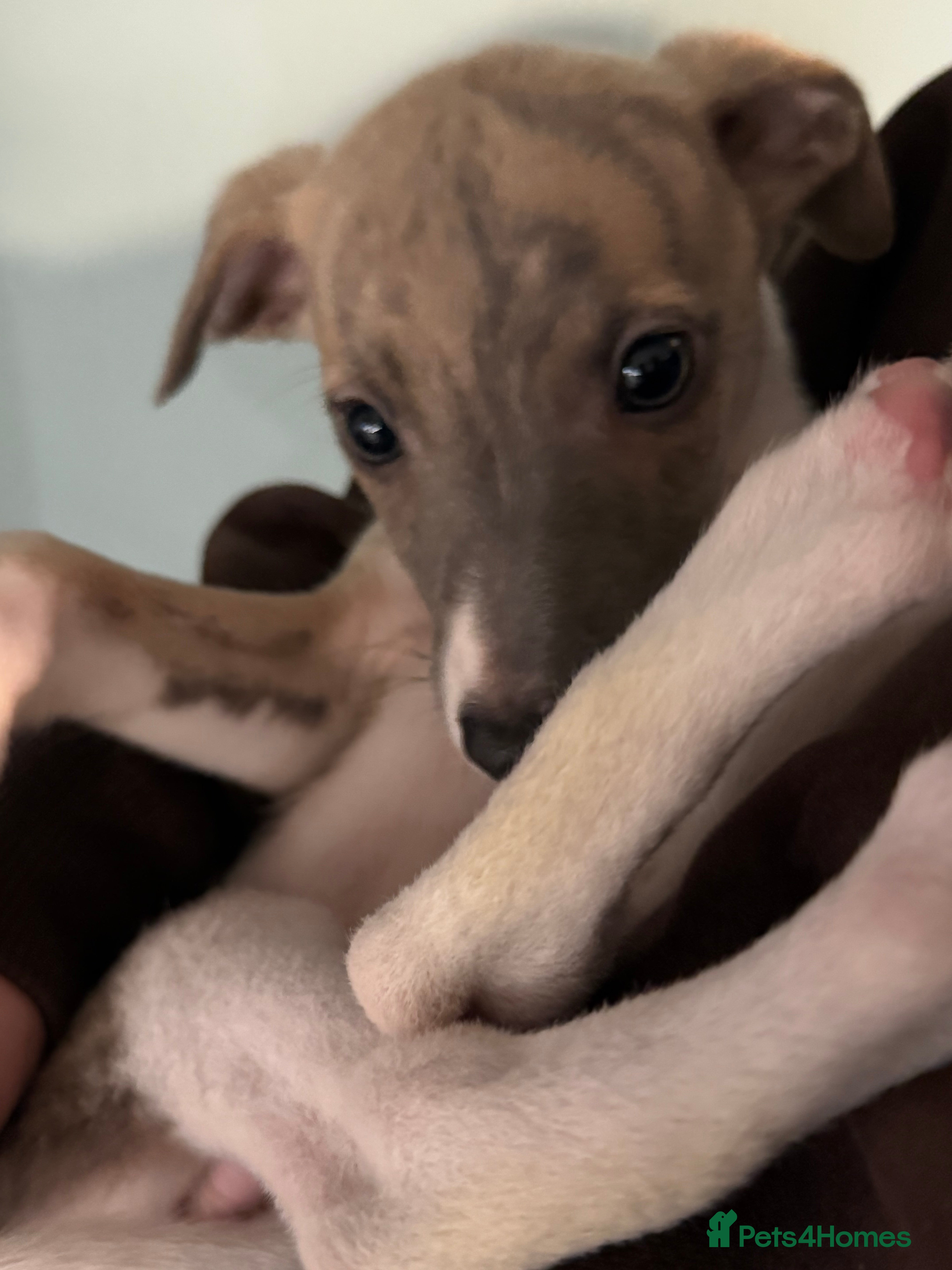 Whippet dogs ✨TWO LEFT! KC Whippet Puppies, Now Ready ✨ - Advert 6