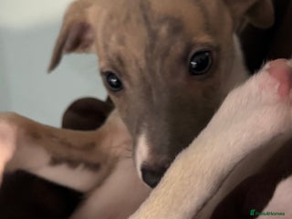 Whippet dogs ✨TWO LEFT! KC Whippet Puppies, Now Ready ✨ - Advert 1