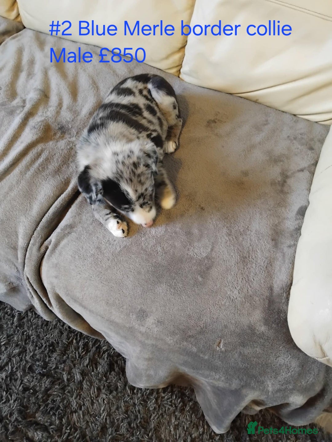 Border Collie dogs for sale: Blue merle&black&white puppies for sale  - Advert 24