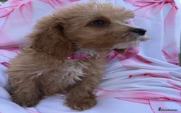 Cavapoo dogs for sale: 🐾💕💙STUNNING F1 CAVAPOOS 💙💕🐾 - Image 8