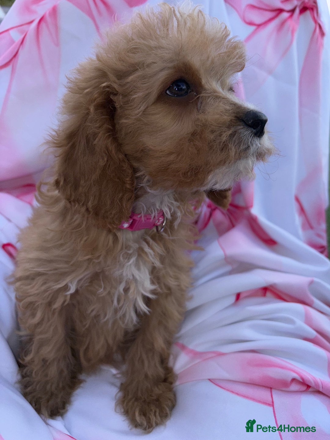 Cavapoo dogs for sale: 🐾💕💙STUNNING F1 CAVAPOOS 💙💕🐾 - Image 8