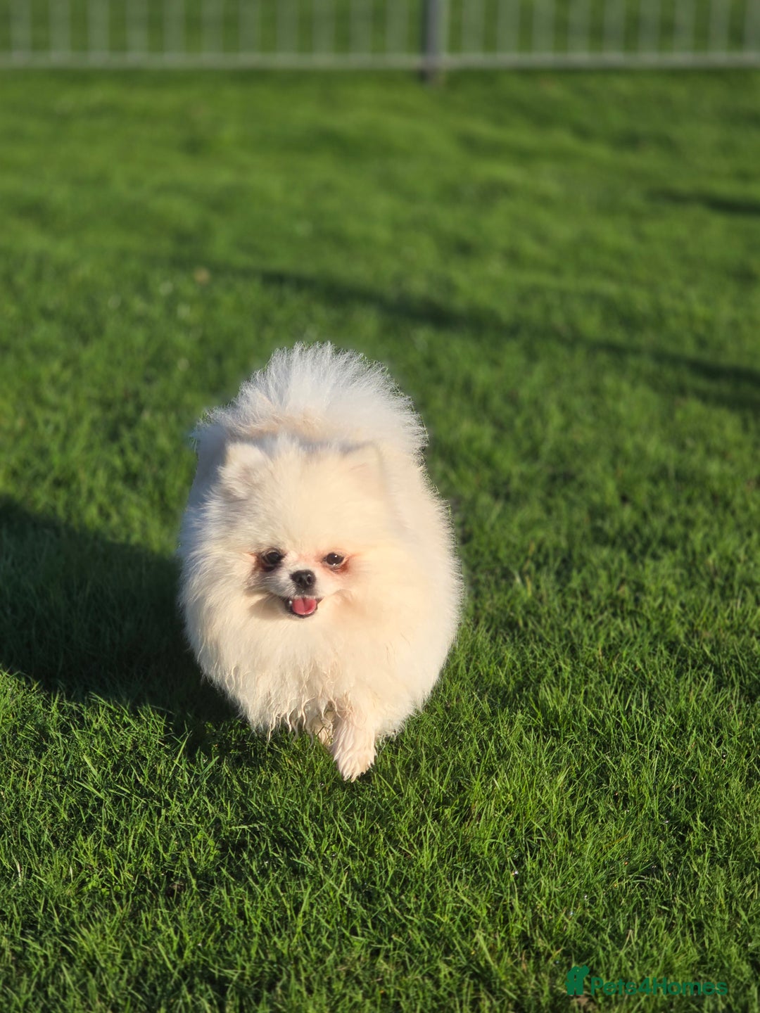 Pomeranian dogs for stud: 🌟 PREMIUM STUD SERVICE: "KIMCHI" 🌟 - Advert 5