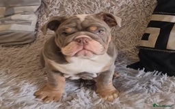 English Bulldog dogs for sale: K c reg English Bulldog pup - Image 8