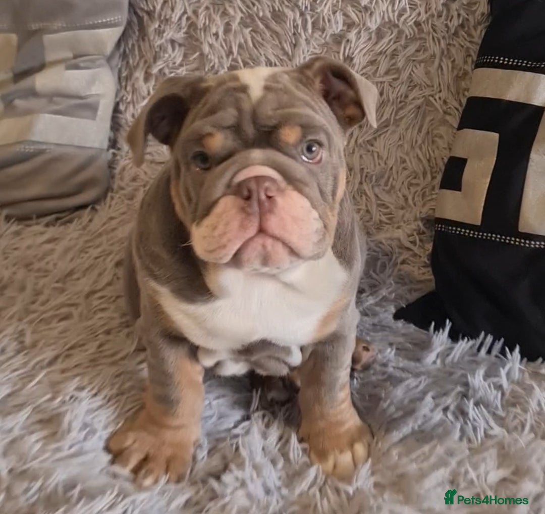 English Bulldog dogs for sale: K c reg English Bulldog pup - Image 8