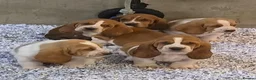 Basset Hound dogs for sale: KC BASSET HOUND PUPPIES FROM HEALTH SCORED PARENTS - Advert 19