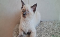 British Shorthair cats for sale: British Blue shorthair, Lilac, Colorpoint Kittens - Image 15