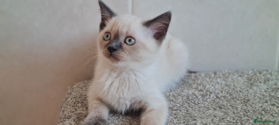 British Shorthair cats for sale: British Blue shorthair, Lilac, Colorpoint Kittens - Image 15