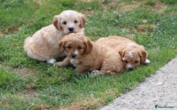 Cavapoochon dogs for sale: Beautiful Cavapoochon puppies for sale - Image 1