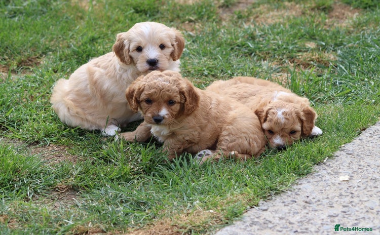 Cavapoochon dogs - Advert 1
