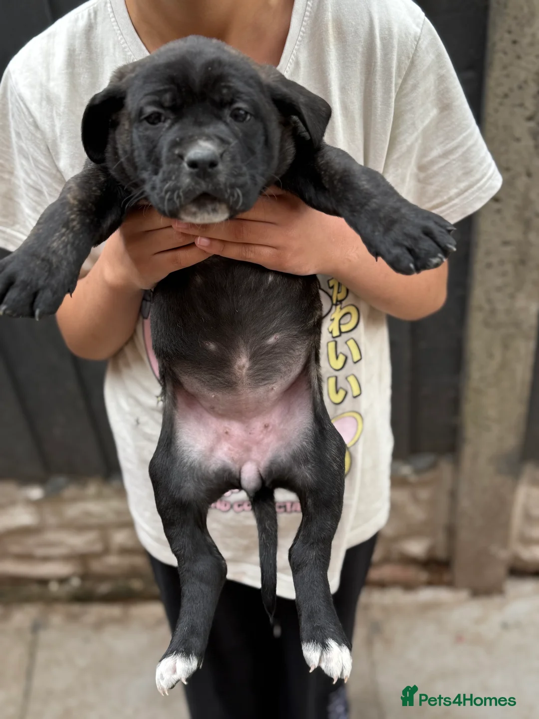 Presa Canario dogs for sale: Outstanding 🏆Champion Blood presa Canario pups!! - Advert 20