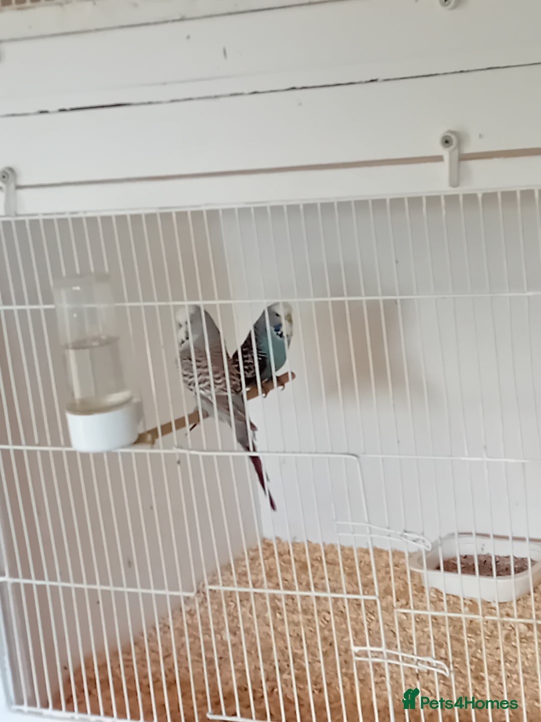 Budgerigars birds for sale: Budgies  - Image 14