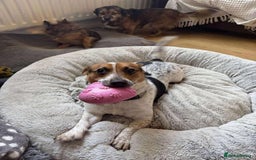 Jack Russell dogs for adoption: Bandit - Hingham Norfolk  - Advert 10