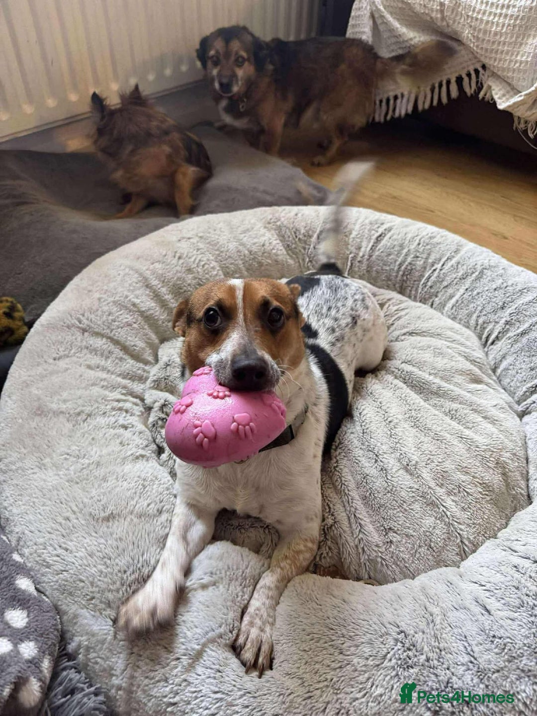 Jack Russell dogs for adoption: Bandit - Hingham Norfolk  - Advert 10