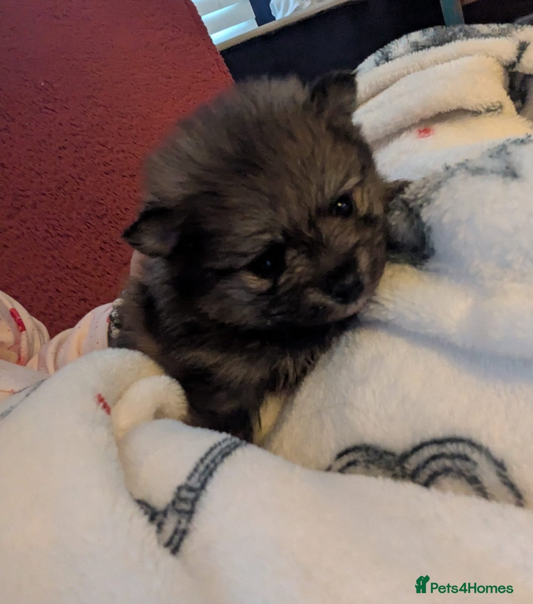 Pomeranian dogs for sale: Stunning fluffy balls  - Advert 6