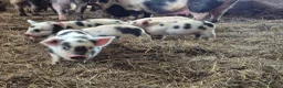 Pig livestock for sale: Kune Kune Piglets  in Winkleigh - Advert 6