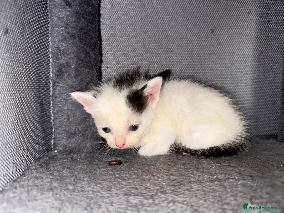 Mixed Breed cats for sale: 5 kittens, 3 male, 2 female  - Advert 13