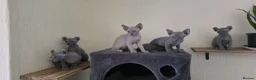 Sphynx cats for sale: SPHYNX ELF & PETERBALD KITTENS - Advert 14
