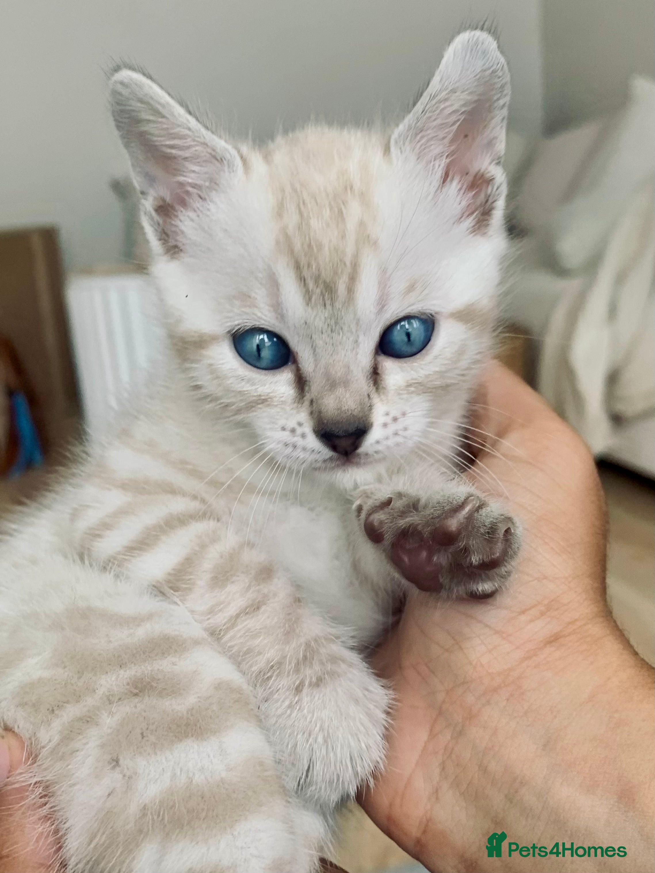 Bengal cats 🔥🏆Striking Rossetted Tica Pedigree Leapords🏆🔥 - Advert 1