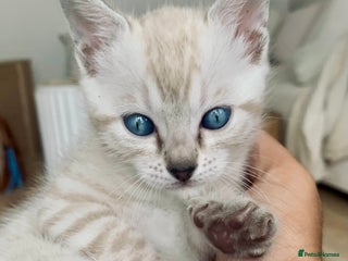 Bengal cats 🔥🏆Striking Rossetted Tica Pedigree Leapords🏆🔥 - Advert 1