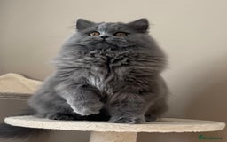 British Shorthair cats for sale: Beautiful British longhair female - Image 7