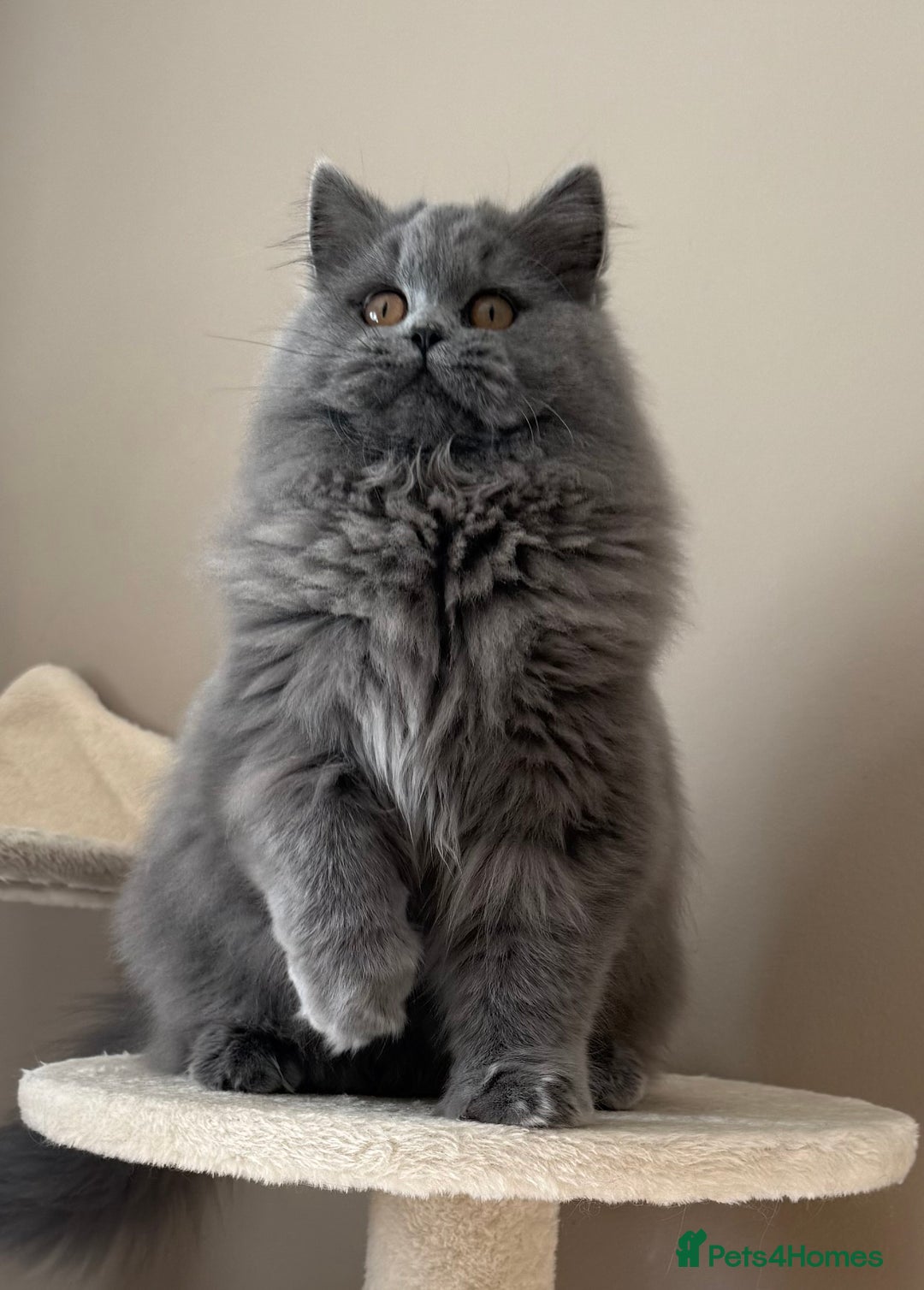 British Shorthair cats for sale: Beautiful British longhair female - Image 7
