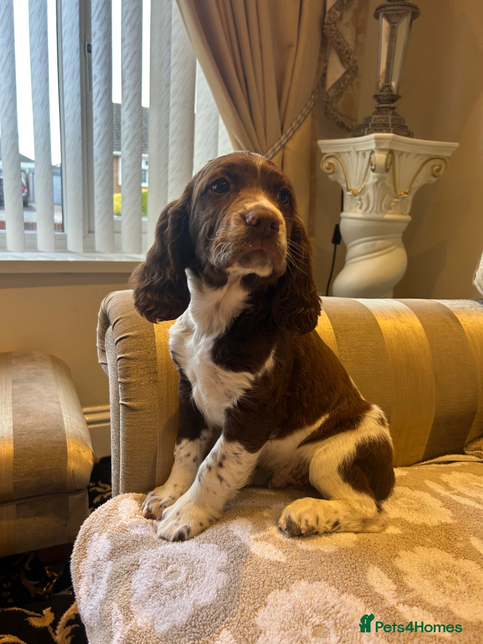 English Springer Spaniel dogs Well bred ESS Puppies KC Registered  - Advert 8