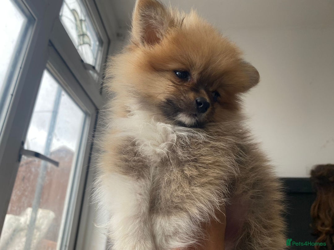 Pomeranian dogs for sale: Energetic Pome - Image 14