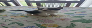 Mixed Breed 1