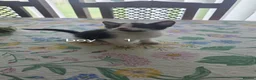 Mixed Breed cats for sale: Aliev - Advert 7