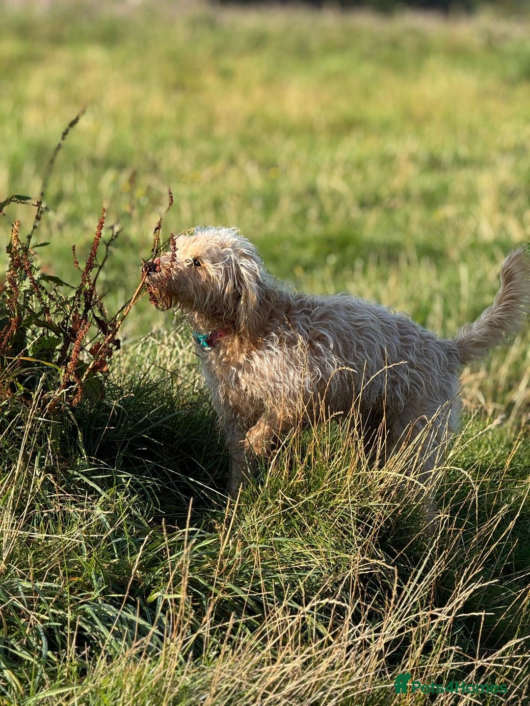 Labradoodle dogs for sale: F1b miniature labradoodle  - Image 4