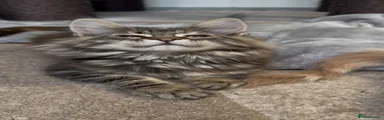 Maine Coon Kitten 8