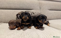 Miniature Dachshund dogs for sale: Mini miniature dachshund puppies  - Image 3