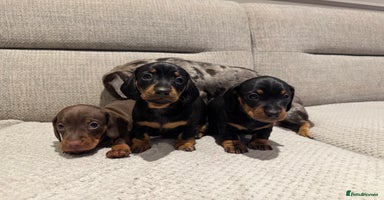 Miniature Dachshund dogs - Advert 5