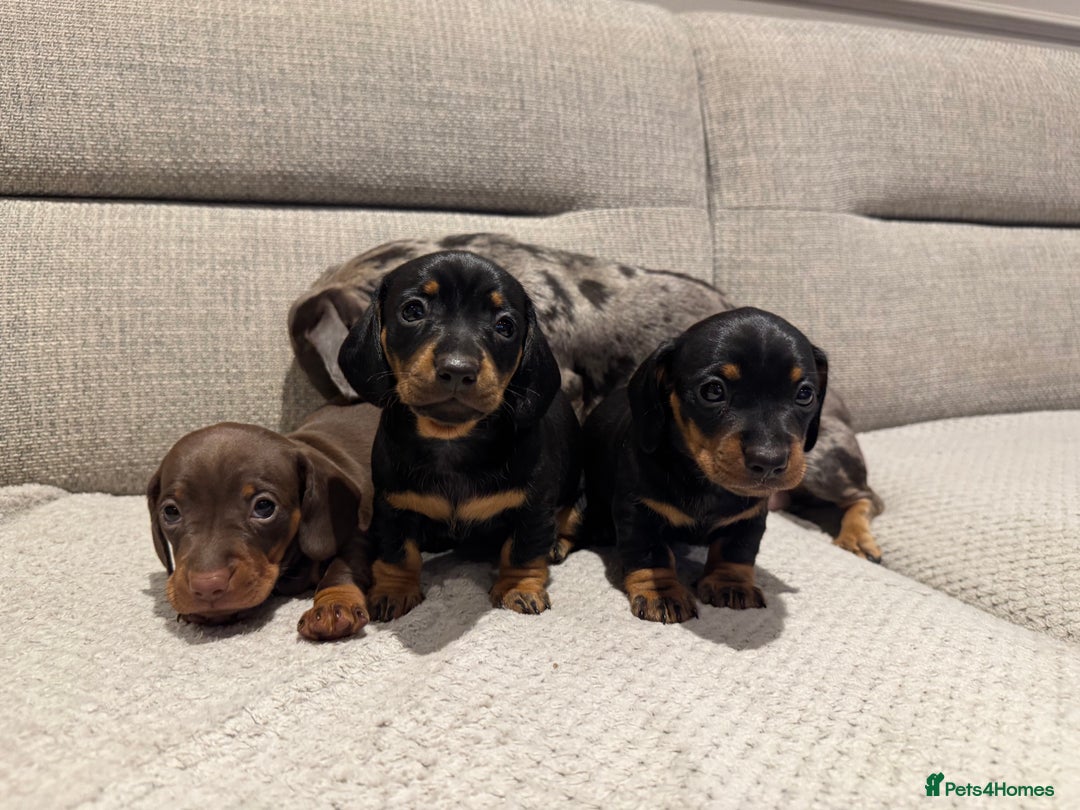 Miniature Dachshund dogs for sale: Mini miniature dachshund puppies  - Image 3