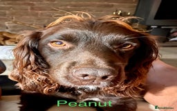 Cocker Spaniel dogs for stud: Proven Working Cocker for Stud - Image 5