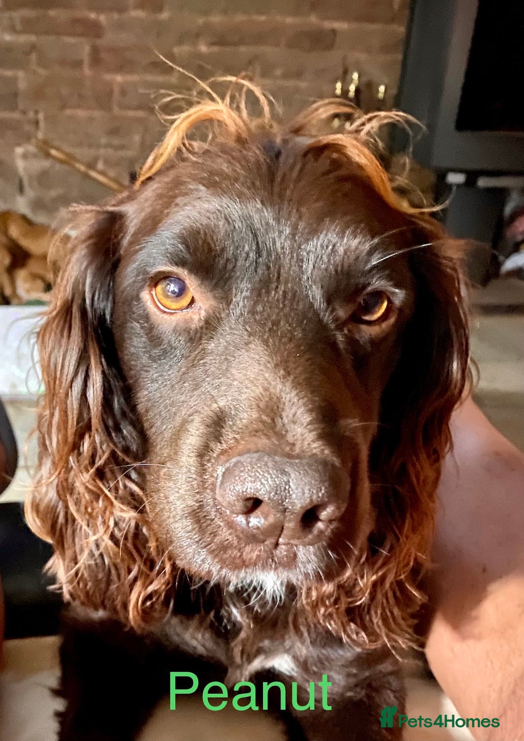 Cocker Spaniel dogs for stud: Proven Working Cocker for Stud - Image 5
