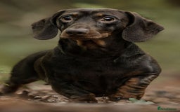 Miniature Dachshund dogs for sale: ‼️‼️Miniature Dachshund Puppies ‼️‼️ - Image 12
