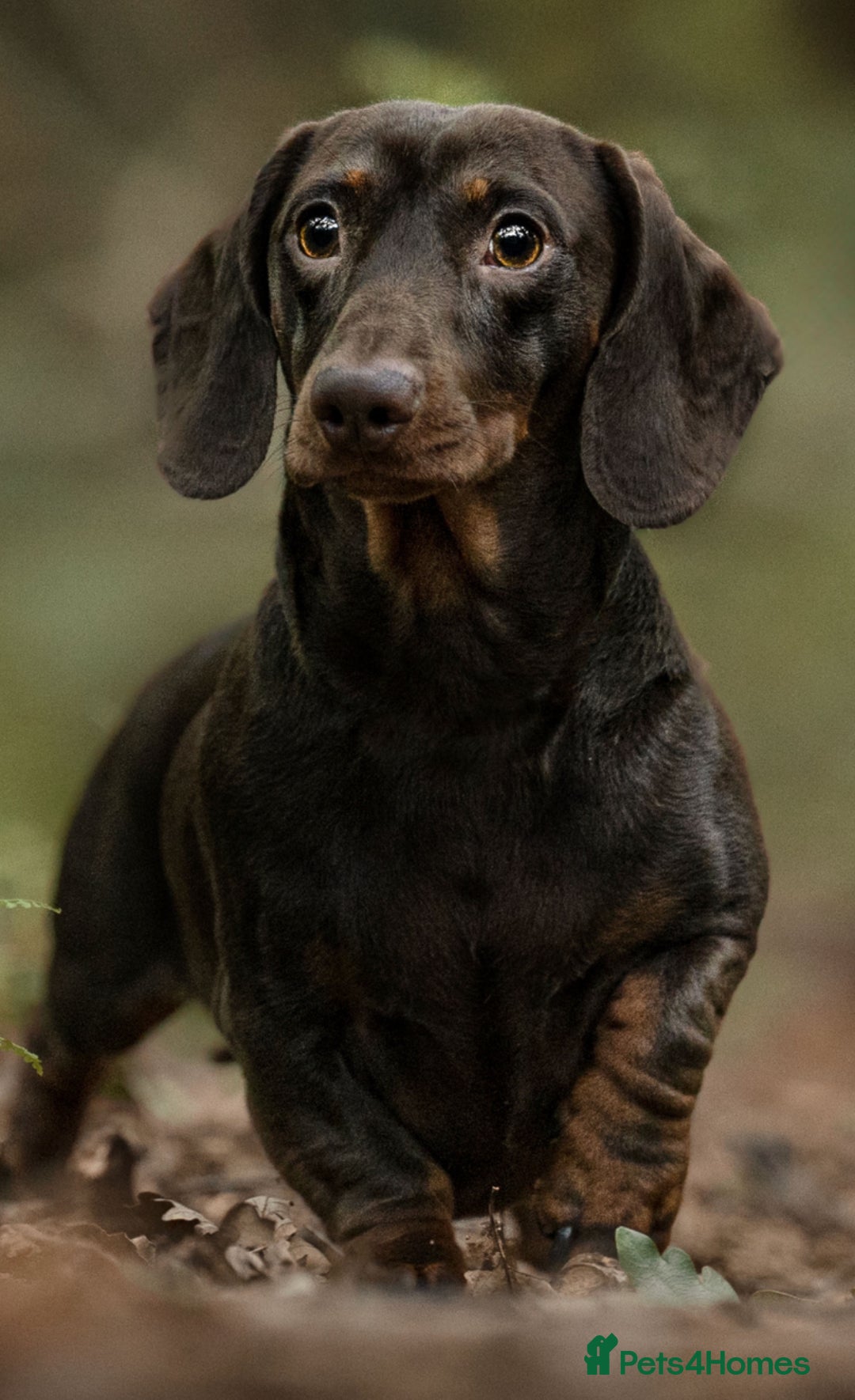 Miniature Dachshund dogs for sale: ‼️‼️Miniature Dachshund Puppies ‼️‼️ - Image 12