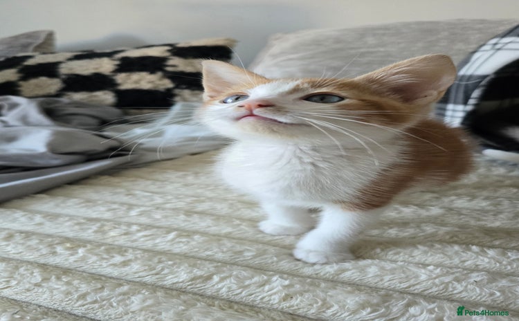 Mixed Breed cats Kitten 10 weeks old - Advert 1