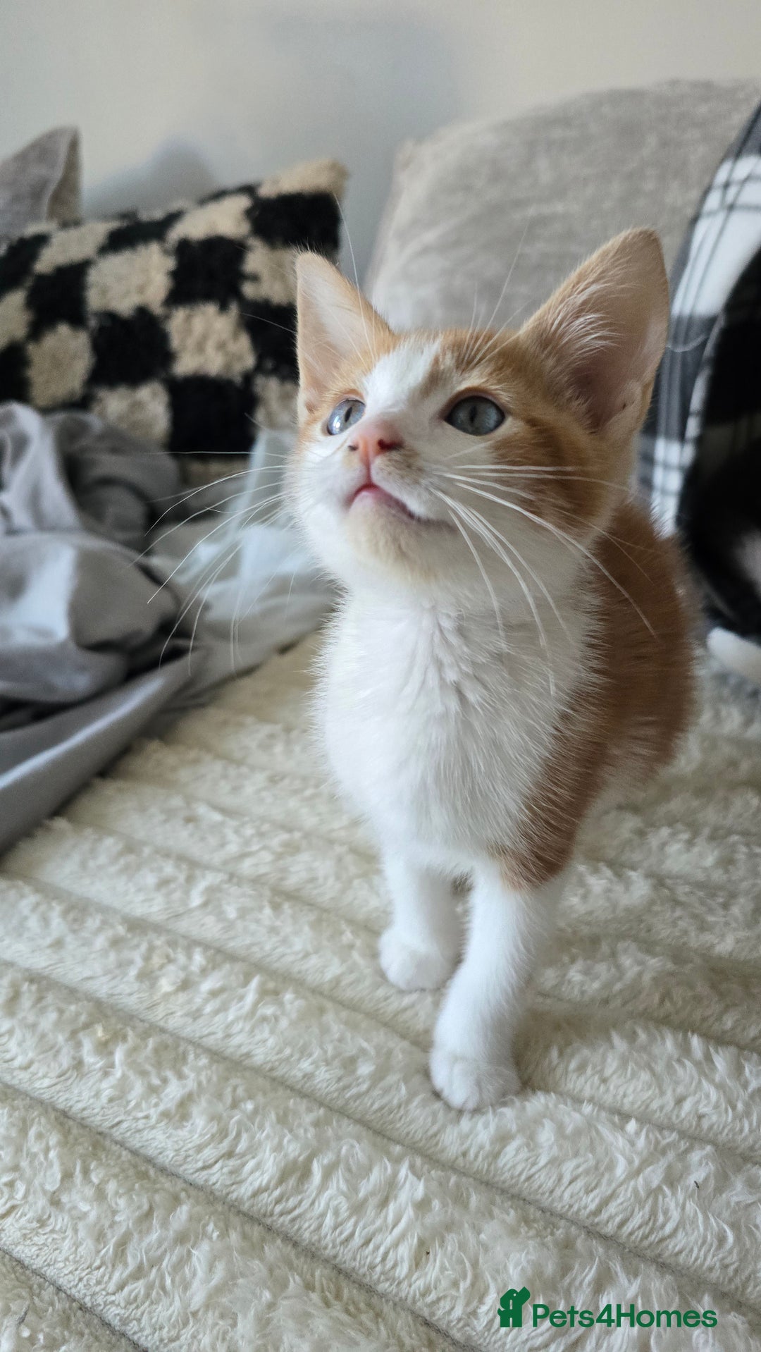 Mixed Breed cats for sale: Kitten 10 weeks old - Advert 1