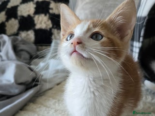 Mixed Breed cats for sale: Kitten 10 weeks old - Advert 1