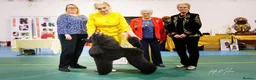 Standard Poodle dogs for sale: The Magnificent Seven Standard Poodle Puppies - Advert 9