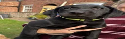 Labrador Retriever dogs for sale: Black female - Advert 2