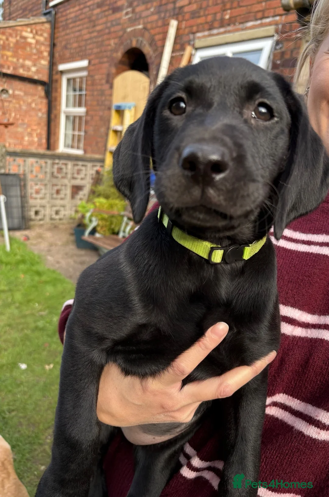 Labrador Retriever dogs for sale: Black female - Advert 2