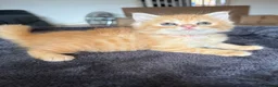 Mixed Breed cats for sale: 6 beautiful ginger kittens  - Advert 3